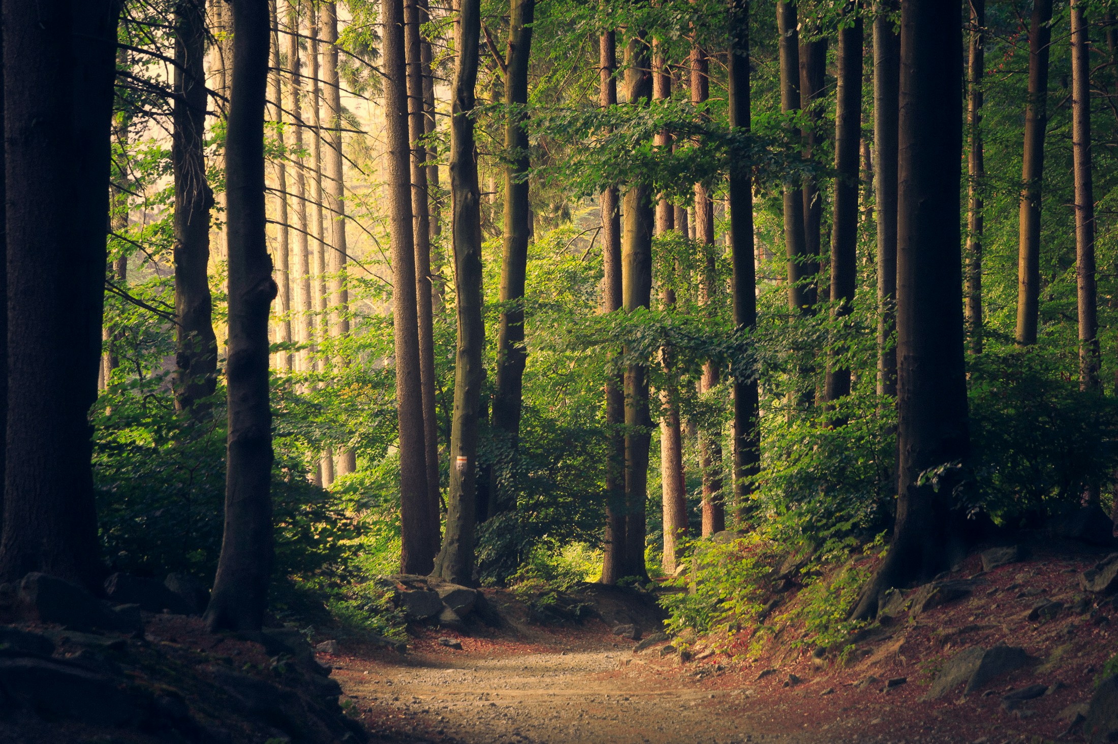 Soft sunlight falling through a quiet green forest.